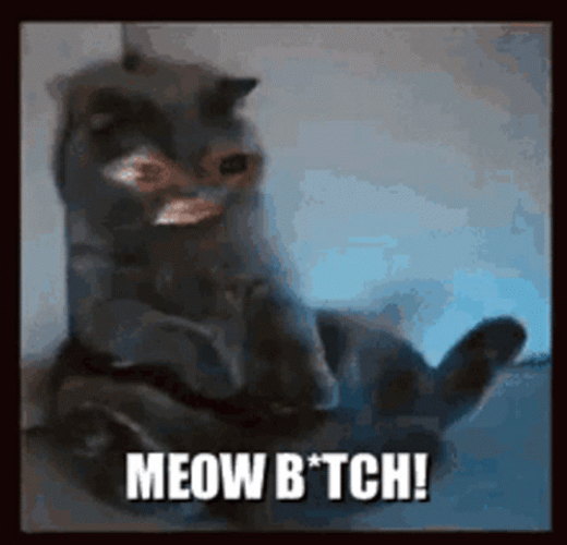Meow GIF