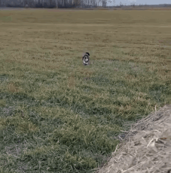 Meowdycathutch Meowdy Cat Gif GIF