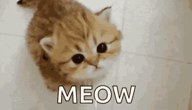 Meowing4u Baby Gif GIF