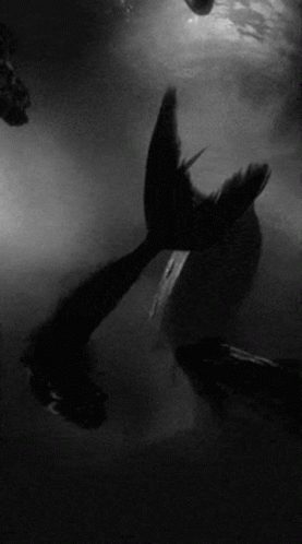 Mermaid Tail in Black and White