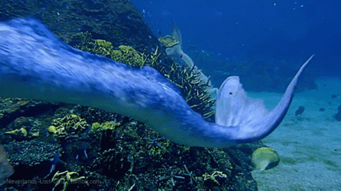 Mermaid Tail Underwater GIF