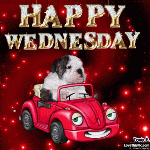 Merry Christmas And Happy Wednesday Suki The Pug GIF