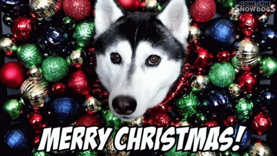 Merry Christmas Balls Christmas Dog GIF