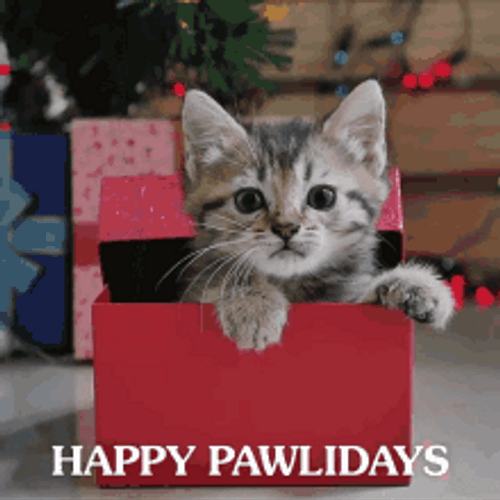 Merry Christmas Cat Gift Box GIF