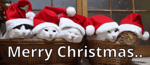 Merry Christmas Cats In Line GIF