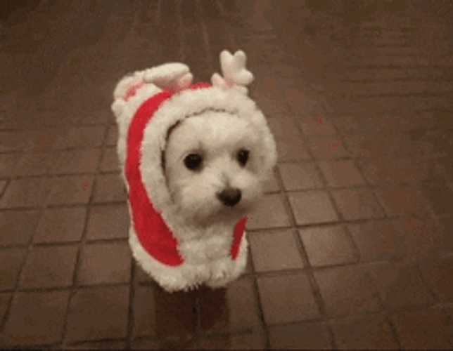 Merry Christmas Cute Puppy GIF