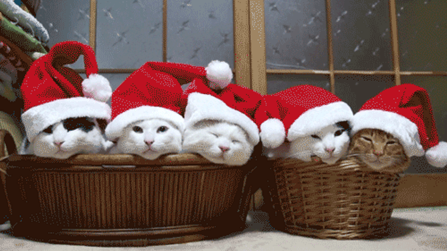 Merry Christmas Cute Sleepy Cats GIF