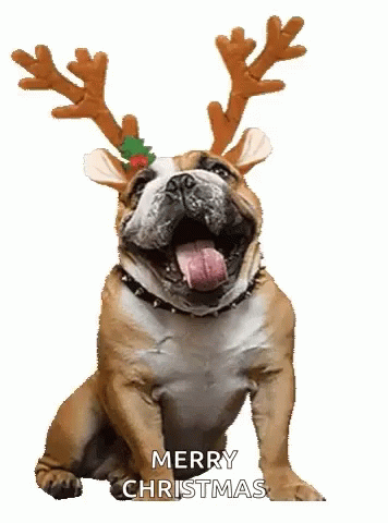 Merry Christmas Funny Dog Meme GIF