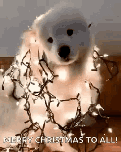 Merry Christmas Funny Dog Wearing Christmas Lights GIF
