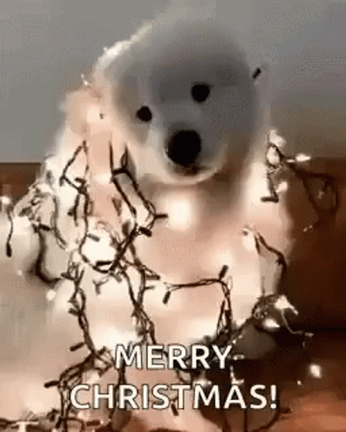 Merry Christmas Lights Christmas Dog GIF