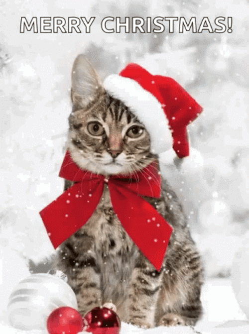 Merry Christmas Serious Cat GIF