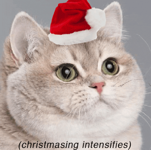 Merry Christmas White Cat GIF