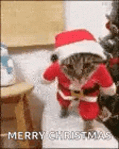 Merry Xmas Cute Santa Cat GIF