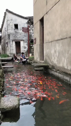 Mesmerizing Koi Fish School Swimming Around GIF