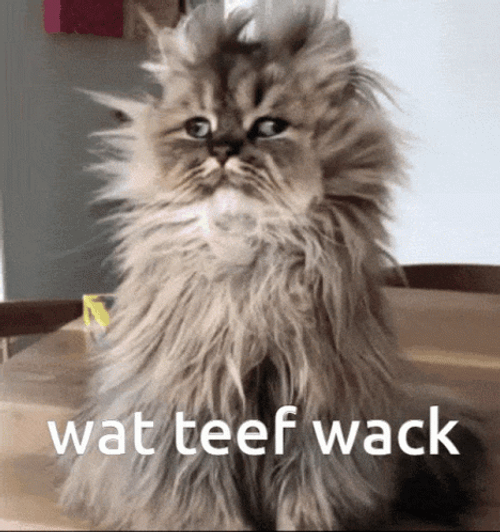 Messy Cat Wat Teef Wack GIF