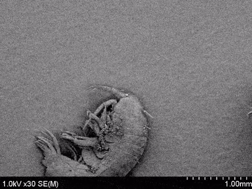 Metal Object Under Microscope With Ruler
