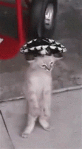 Cute Little Cat Mexican Dancing GIF