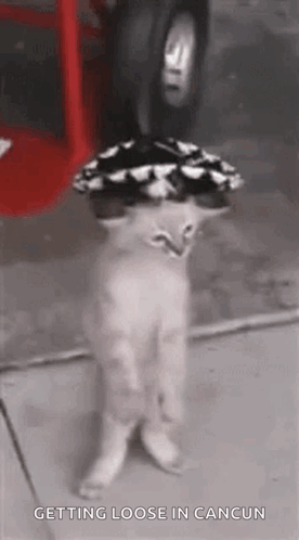 Mexican Hat Steady Dancing Cat Meme GIF