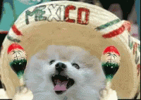 Dog In Mexico Sombrero GIF