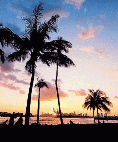 Miami By The Sea With Coconut Tree GIF