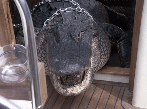 Miami Vice Elvis The Gator Watching GIF