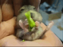 Mice Eating Broccoli Veggie GIF