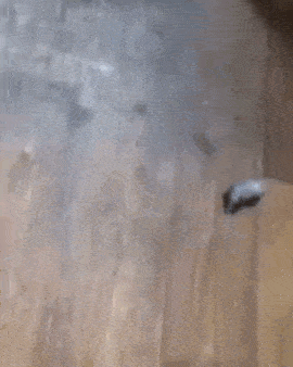 Mice Mouse Gif GIF