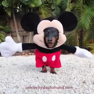 Mickey Mouse Costume Dog GIF