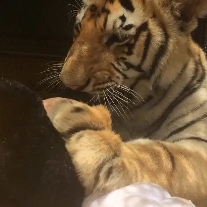 Mickey Mouse Plushie Tiger GIF