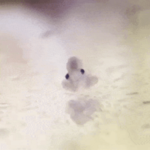 Microscopic View Of Tiny Octopus Waving GIF