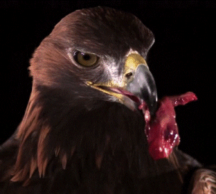 Mighty Eagle Slow Motion Eating GIF