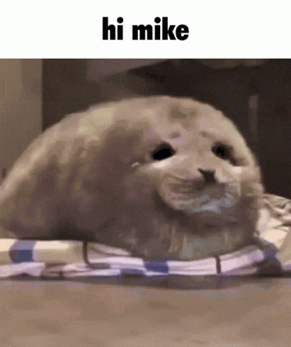 Mike Mike Hi Mike Winking Seal GIF