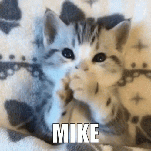 Mike Mike Mike Cute Kitten GIF