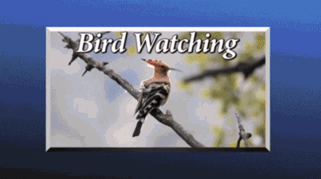 Mike Mitchel Bird Watching GIF
