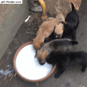 Milk Puppies Cute Adorable Dogs GIF