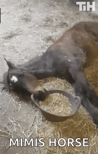 Mimis Horse Laying Next To Hay Bowl GIF