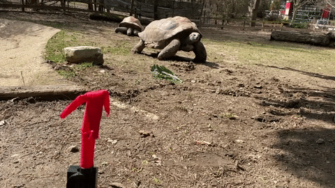 Mini Inflatable Tube Man Curious Turtle GIF