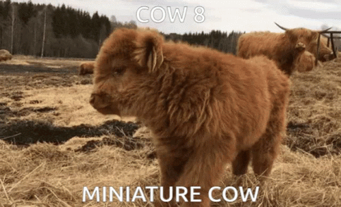 Miniature Cow In Field With Background Cow GIF