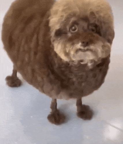 Miniature Poodle Confused Dog Looking Around GIF