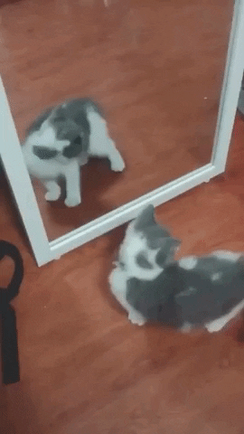 Gray Cat In Front Of A Mirror GIF