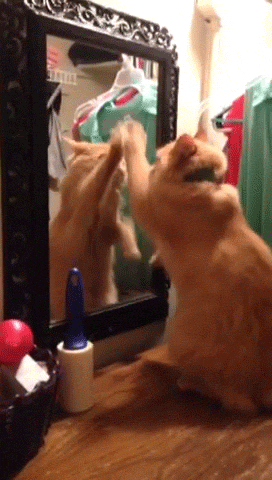 Kitty Fighting Itself In The Mirror GIF