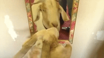 A Goat Looking At The Mirror GIF