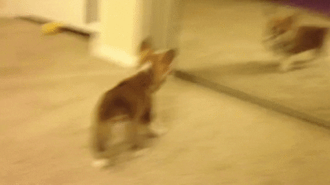 Little Doggo Trying To Enter Inside The Mirror GIF