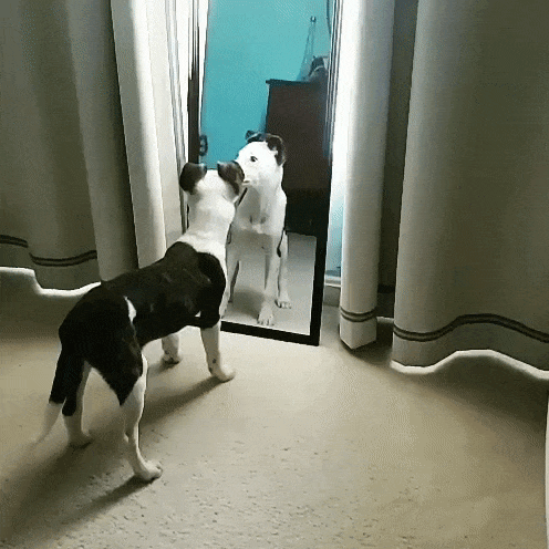 Dog Figure It Out In The Mirror GIF
