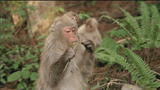 Mischievous Baby Monkey Annoying Mom GIF