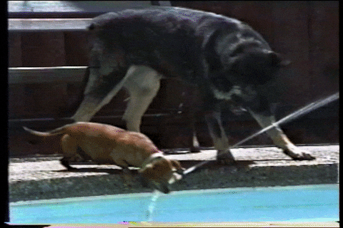 Mischievous Dogs Drinking From A Fire Hose GIF