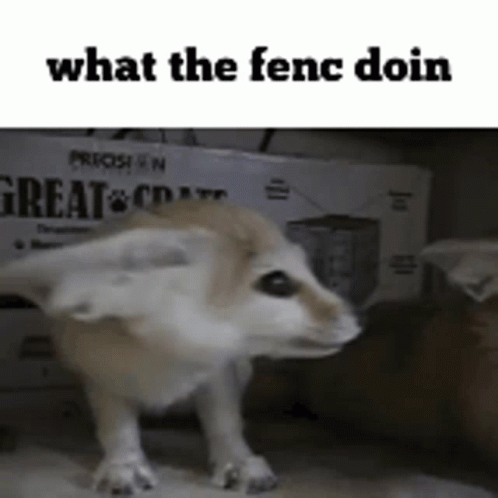 Mischievous Fennec Fox Frantic Movement GIF