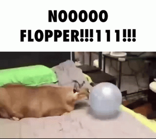 Mischievous Floppa Playing With Balloon GIF