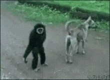 Mischievous Funny Monkey Mocking Dog GIF