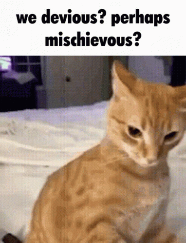 Mischievous Ginger Cat GIF